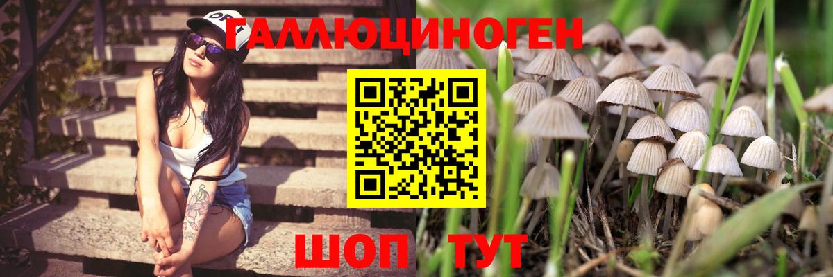Псилоцибиновые грибы Psilocybine cubensis Кинель
